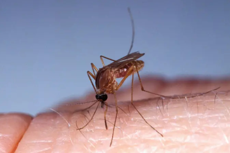 Virus Oropouche transmitido por los jejenes