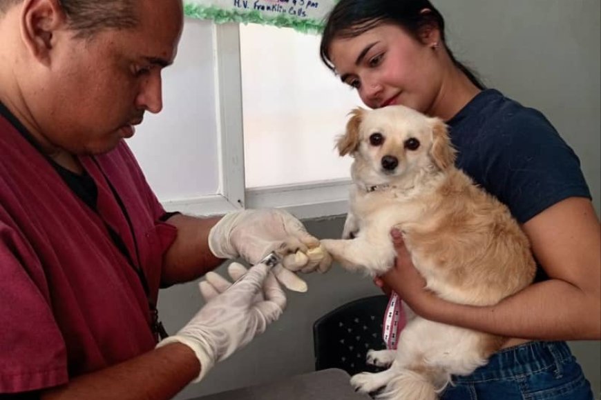 Jornadas veterinarias: 277 mascotas recibieron atención médica gratuita en San Francisco