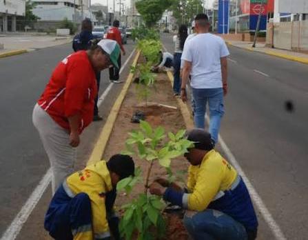 Maracaibo impulsa nueva ordenanza para fortalecer la arborización urbana con enfoque ambiental
