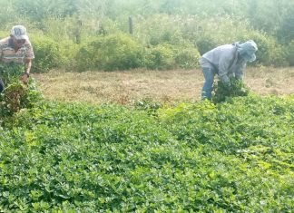 Agroproductores de Maracaibo aportan el 48% de los alimentos que consumen los hogares del municipio