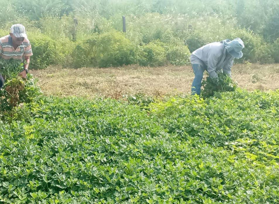 Agroproductores de Maracaibo aportan el 48% de los alimentos que consumen los hogares del municipio