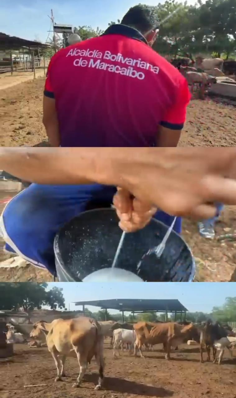 Alcaldía de Maracaibo se integra al Estado Mayor para la caracterización de la ganadería bovina