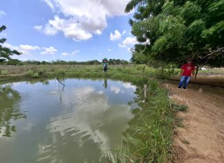 ¡Un logro de la comuna!: Cría de Cachama en San Isidro es el resultado de la Consulta Popular