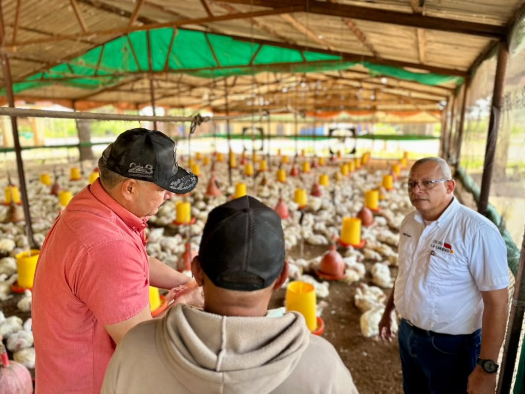 El Zulia produce 1.200.000 kilos de carne de pollo semanal