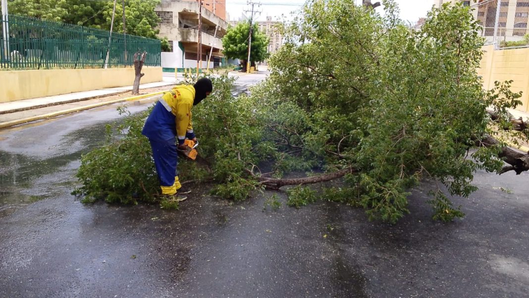 Normalidad en cañada Fénix y Arismendi y 5 árboles caídos es el reporte del IMA