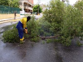 Normalidad en cañada Fénix y Arismendi y 5 árboles caídos es el reporte del IMA