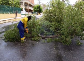 Normalidad en cañada Fénix y Arismendi y 5 árboles caídos es el reporte del IMA