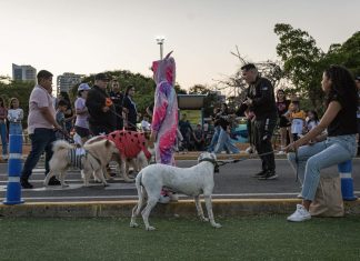 Domingo 6 de septiembre: Alcaldía de Maracaibo invita a la primera “Caminata en Manada” por el bienestar canino