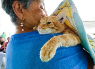 Crematorio y cementerio tendrán las mascotas en Maracaibo