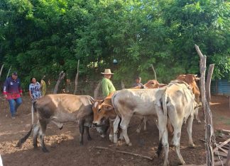 IPAUPMA inició en San Isidro Plan Nacional de Caracterización de la Ganadería Bovina