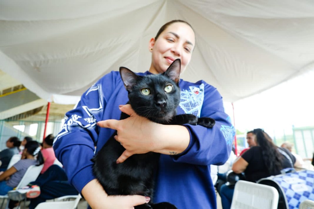 IMPA atiende hasta 120 mascotas en cada jornada de esterilización en Maracaibo