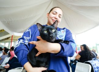 IMPA atiende hasta 120 mascotas en cada jornada de esterilización en Maracaibo