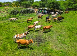 Plan de Caracterización del Ganado Bovino avanza en el Zulia: Abordaron 7.800 predios