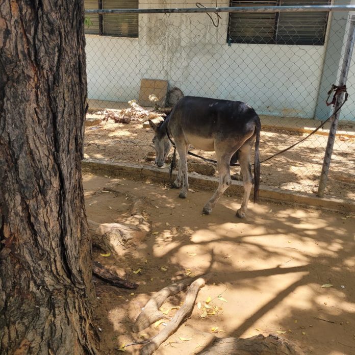 Protección animal