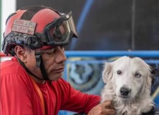 Alcalde Di Martino: «Tsunami, el canino rescatista, llegará a Maracaibo para recibir homenaje»