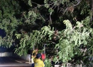 Vientos huracanados tumbaron árboles: Alcaldía de Maracaibo mitigó riesgos