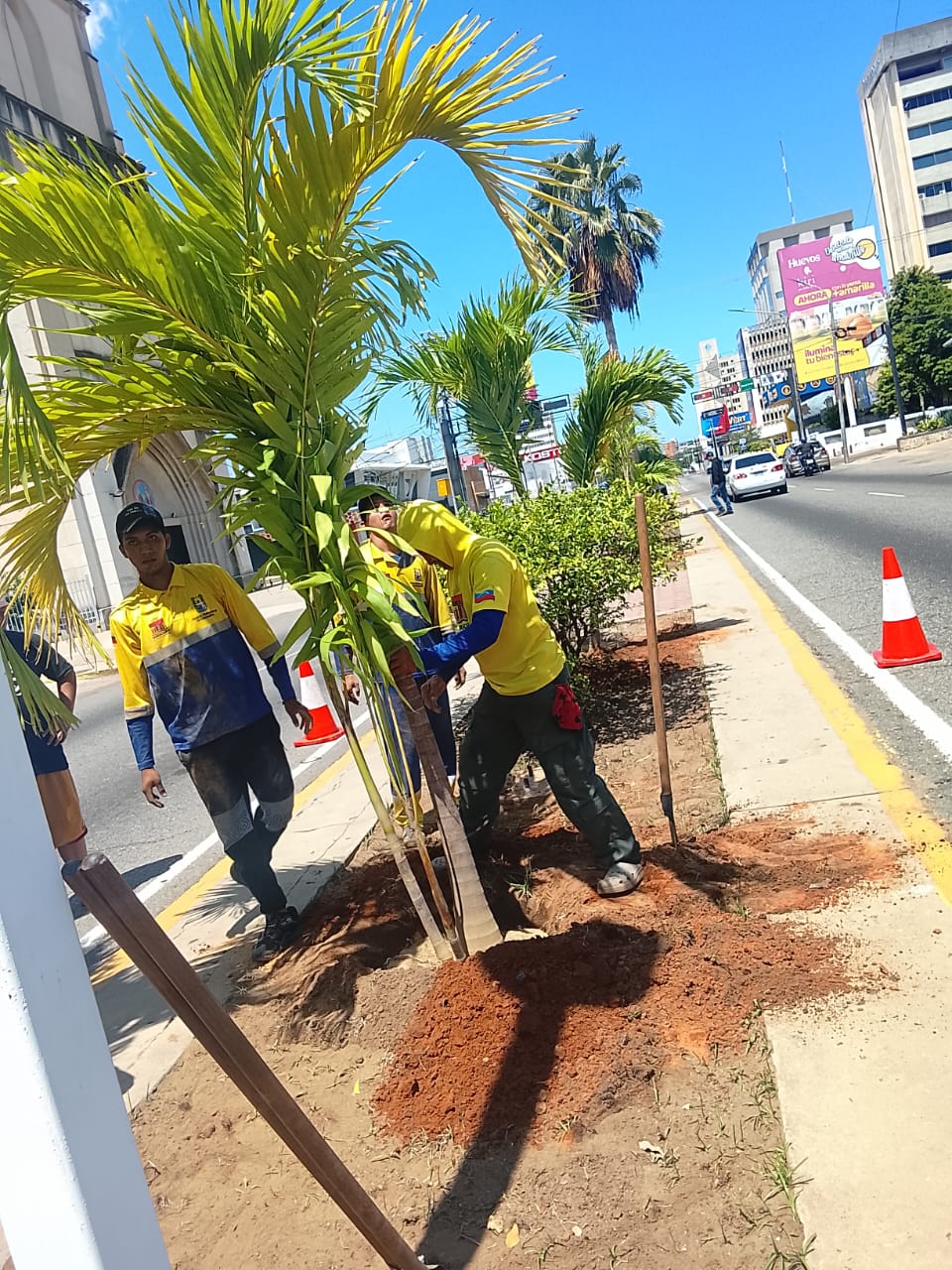 Bella Vista arborizada: Instituto Municipal del Ambiente desplegó operativo de siembra